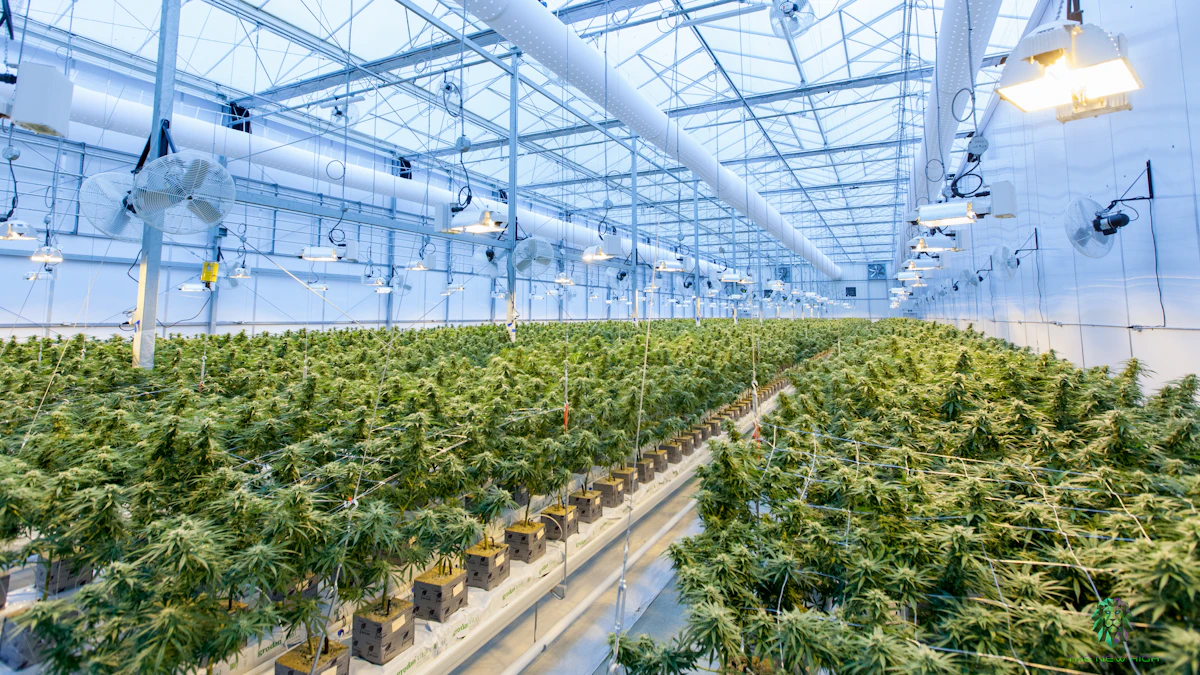 Cannabis plants growing in a professional greenhouse